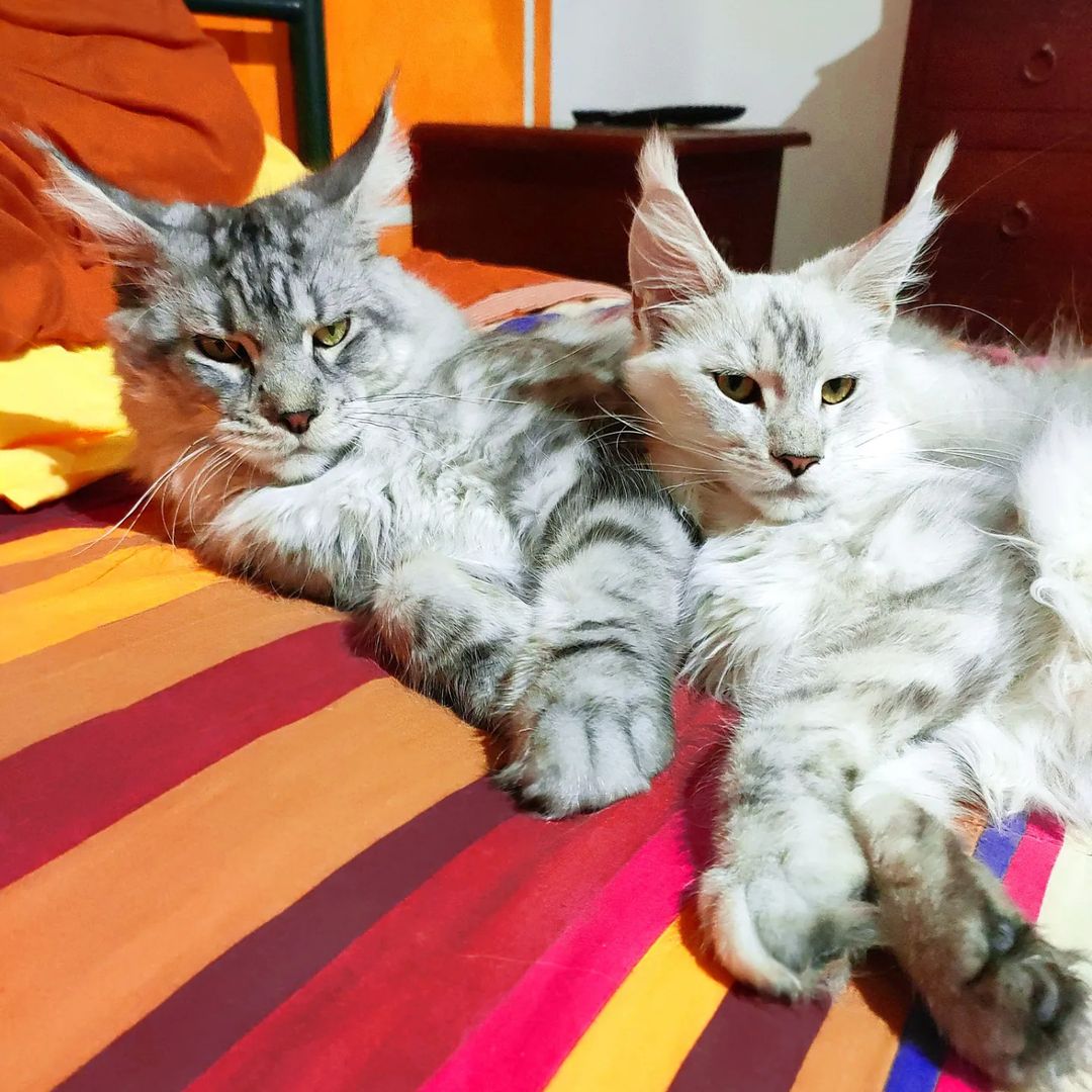 Maine Coon Parent 3