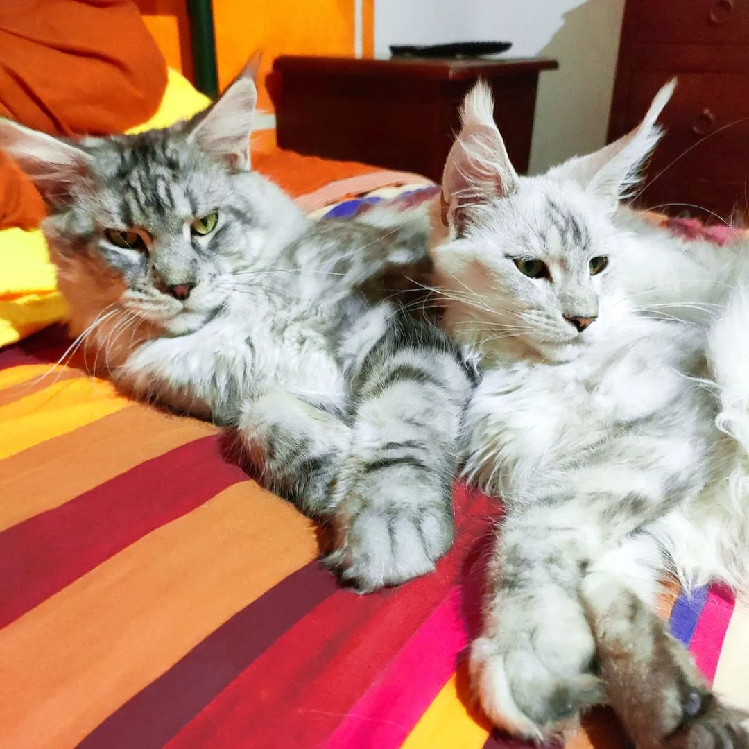 Maine Coon Parent 4
